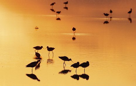 American avocets at sunset at Chaplin Marsh, Saskatchewan, Canada
