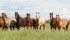 Quarter horses run through one of the pastures at Betty Coulthard’s ranch near Forestburg. A breeder for more than 30 years she has witnessed the horse market decline sharply due to a number of factors that could eventually force her out of business.