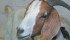 Goat producers have until March 31 to provide heads from animals that have died or been slaughtered as part of an initiative to better understand the prevalence of the disease scrapie in Canada. | File photo