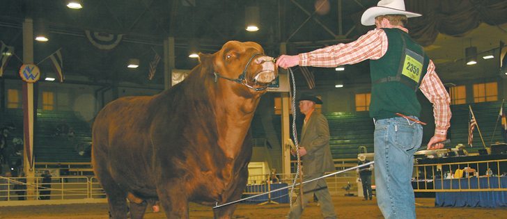 Rodney Hollman shows off his bull, which he owns with Cody Congdon of Innisfail, Alta. Hollman owns Royal Western Gelbvieh at Innisfail and won senior bull championship with this young sire at the National Western Stock Show in Denver on Jan. 14.  |  Barbara Duckworth photo