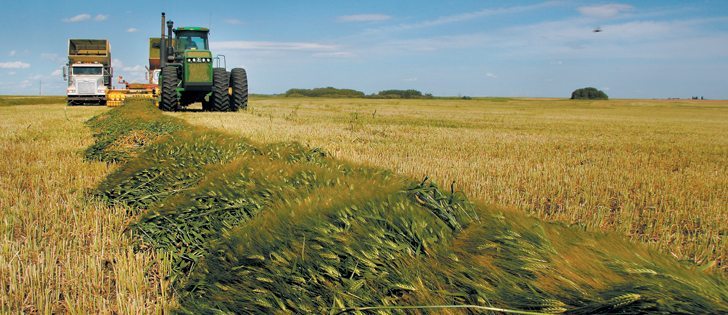 The Saskatchewan Forage Council has tested four barley varieties for forage quality. The study silaged the barley, but the nutrient data would apply to other forage uses of barley as well.  |  File photo