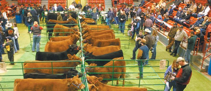 Limousin breeders promote their animals based on their high yielding carcasses.  |  File photo