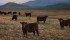 These record high priced California cattle have to compete with pork and chicken for tight consumer dollars in that country. High input costs squeeze cattle producers' margins on the other side of that coin. | Michael Raine photo