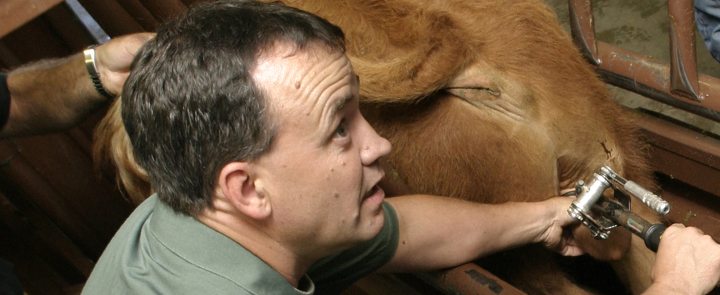 Western Canada Feedlot Management School - WCVM professor John Campbell recommends feedlots adopt the rubber banding method of castration and shows school participants how to use the bander properly.