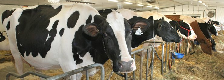 R and F Livestock had a combination open house and dairy  cattle sale at Osler, Sask., April 25, 2007. Buyers browsed the  cattle while choosing from a sale catalogue.A central sale board indicated to buyers which animals were spoken  for and which still open to bid.(WP photos by Michael Raine)