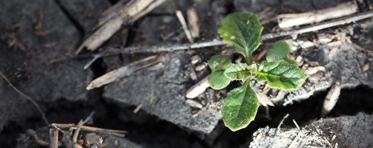 Volunteer canola can be a prodblem in prairie fields. It is vulnerable to many broadleaf herbicides, but when mixing with glyphosate for a spring burn off care must be taken to do that step correctly or this agressive weed will become a problem member of the field in a hurry.  | Michael Raine photo