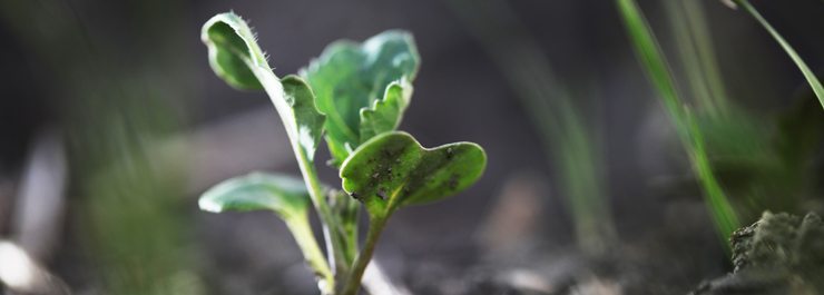 Volunteer canola can be a prodblem in prairie fields. It is vulnerable to many broadleaf herbicides, but when mixing with glyphosate for a spring burn off care must be taken to do that step correctly or this agressive weed will become a problem member of the field in a hurry.  | Michael Raine photo