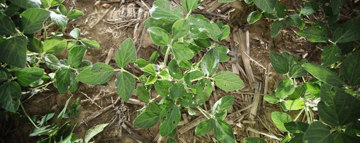 Soybeans are wating for rain in Indiana. This crop near Oxford, Ohio is short and has failed to canopy well due to the lack of water. The plants on Eric Doan's farm are only 30 cm high and sparce. The Ohio farmer took a chance on some non-GM soybeans for their premium prices, but has to use more expensive sprays for weeds and now the weeds are returning and he has to choose whether or not to gamble additional applications knowing the yield will be lucky to make 30 bushels per acre when normally he sees 60.   |  Michael Raine photo