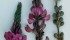 Mountainview a low bloat sainfoin could be grown with alfalfa. | Agriculture Canada photo