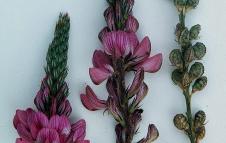 Mountainview a low bloat sainfoin could be grown with alfalfa.  |  Agriculture Canada photo