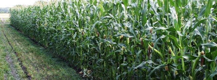 Organic growers welcome the PuraMaize blocking technology to prevent GM contamination. File photo. (date last used February 21, 2013)
Farmers are including more herbicides in their cropping practices. File photo. (date last used October 11, 2012)
Photo of corn field in trial plots near Carman Manitoba. For production story I filed to D'Arce.