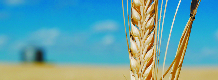 In 2010, barley acres fell to their lowest level since 1965. File photo. (date last used November 3, 2011)
Malting type of barley closeup