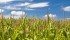 “There simply is little room for errors in production,” Mike Krueger, an adviser and broker from Fargo, North Dakota, told the conference. “I think this crop’s going to stay extremely volatile, wild, unpredictable until we get to early summer and see what’s going on.”
Krueger offered a wide price range guess for 2013-14, with corn $4.50 to $9 per bushel, soybeans $10 to $20 per bu. and hard red spring wheat $7 to $12. | File photo