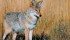 Producers hope reclassifying coyotes will help them receive compensation for predation losses. | File photo