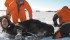 Rob Tether, a moose biologist with Saskatchewan’s ministry of environment, left, Matt Leuenberger, centre, and Clay Wilson, both with Bighorn Helicopters, work to tag a female moose. | Sask. Ministry of Environment photo