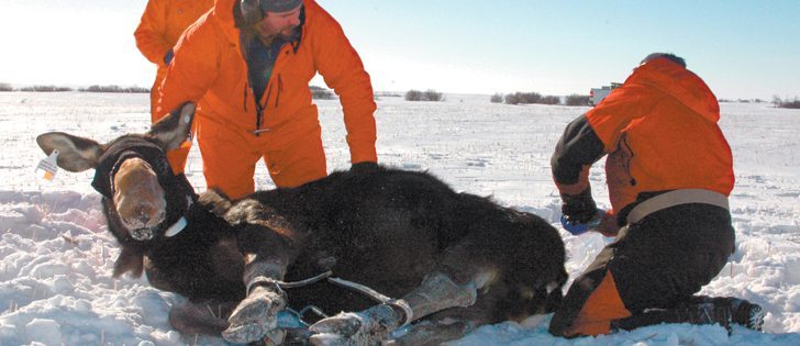 Rob Tether, a moose biologist with Saskatchewan’s ministry of environment, left, Matt Leuenberger, centre, and Clay Wilson, both with Bighorn Helicopters, work to tag a female moose.  |  Sask. Ministry of Environment photo