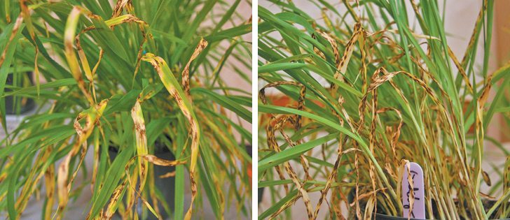 Net form and net splotch are two diseases farmers must consider when selecting crop varieties.  |  Mary MacArthur photos