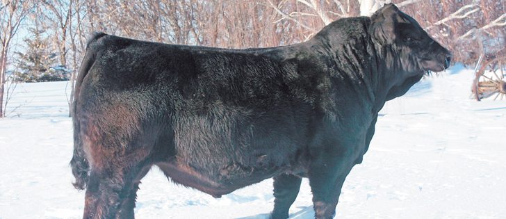 The Libke family, operators of Sunny Valley Simmentals, sold 14-month-old SVS Captain Morgan 11Z for a record price.  |  Libke family photo