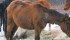 Horses in poor condition could be the result of fluctuating weather and available feed. | File photo