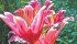 Dizzy and Starfighter lilies are prolific bloomers. | Catherine Rumancik photo