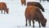 DNA testing recently helped a Saskatchewan livestock producer track down his missing cattle, which were stolen in 2009. | File photo