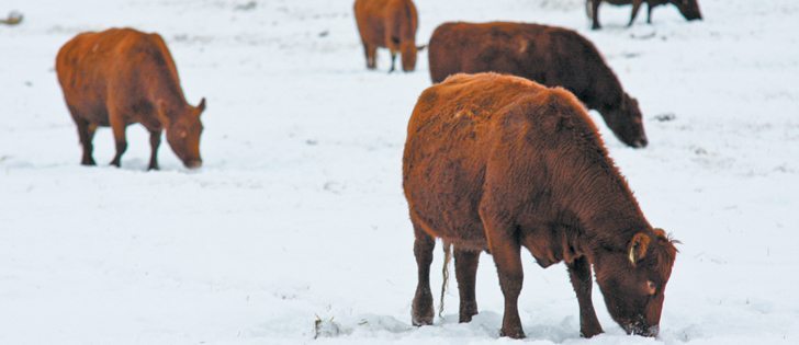 DNA testing recently helped a Saskatchewan livestock producer track down his missing cattle, which were stolen in 2009.  |  File photo