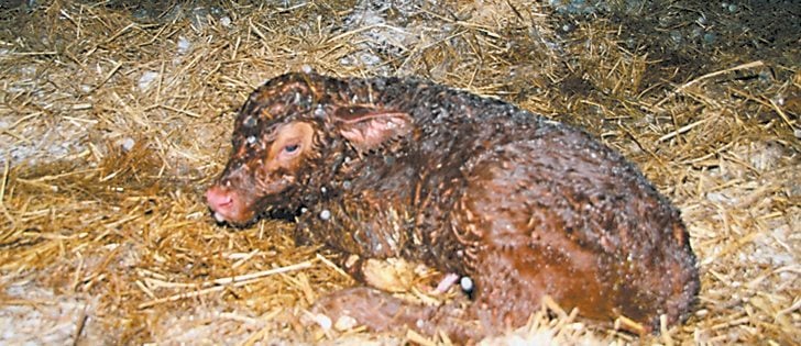 Healthy calves will be lying on their chests within the first few minutes of birth.  |  File photo