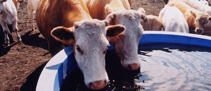 JBS, the new owners of the former XL Foods plant in Brooks, Alta., compared bacterial presence in Canadian cattle with American animals. The Canadian cattle outperformed the American control group.   |  File photo