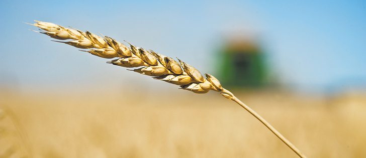 Analysts gave farmers a generally dour outlook on cereal grains at Grainworld this year, with heavy supplies making price gains difficult. | File photo