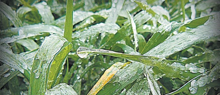 U.S. winter wheat growers assess recent frost damage | The Western Producer