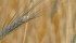 Corn, canola and soybeans are squeezing out durum acres. | File photo