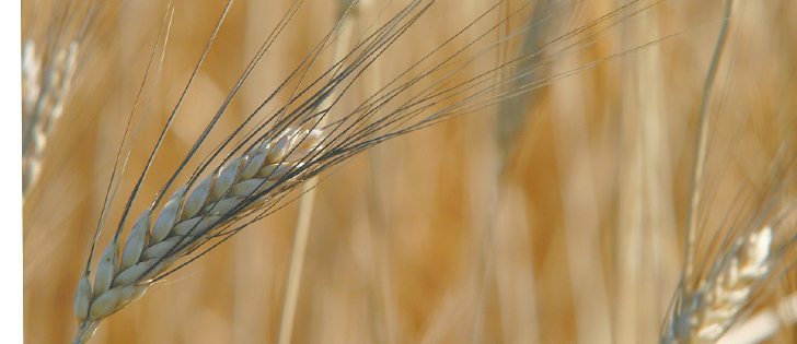 Corn, canola and soybeans are squeezing out durum acres. | File photo