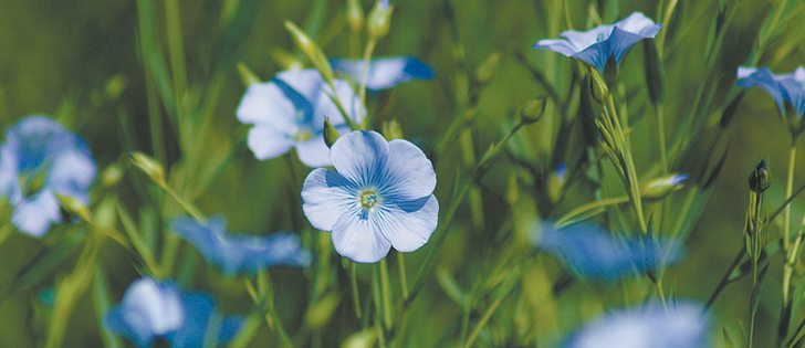 A market analyst says flax production is moving west as Chinese demand overtakes demand from Europe.  |  File photo