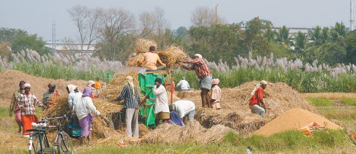 India is wetter than normal for this time of year but analysts say the harvest of pulses and cereals have not seen significant damage yet.  |  File photo