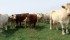 New dietary trends see grass fed beef sales increasing,
but consistency can be tough to manage when grassy pastures are covered in snow. | File photo