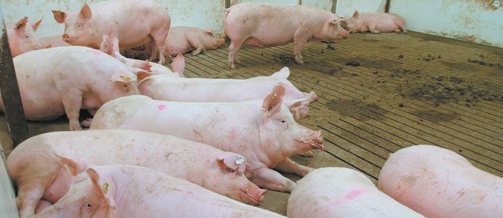 Retailers are under pressure to buy product only from suppliers who pass animal welfare audits.  |  File photo