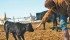 Mary Ann Stevenson entertains a three-week-old calf. | Barbara Duckworth photo