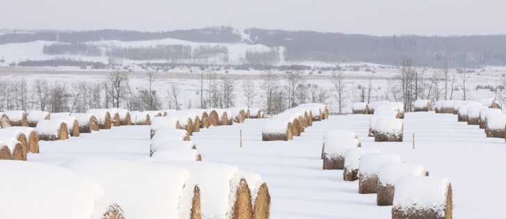 The long, snowy winter of 2013 has put pressure on feed supplies for Saskatchewan cattle producers. | File photo