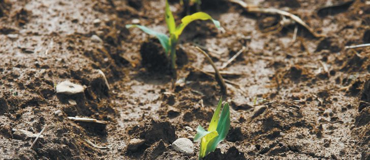 Corn not impossible, just difficult