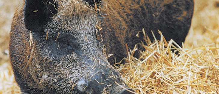 Wild boar pose disease risk to humans, domestic pigs