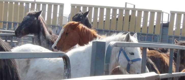 The Saskatchewan SPCA has found new homes for 25 neglected horses that were seized from a Saskatchewan farm in late March following a lengthy investigation. | Photo courtesy the Saskatchewan SPCA