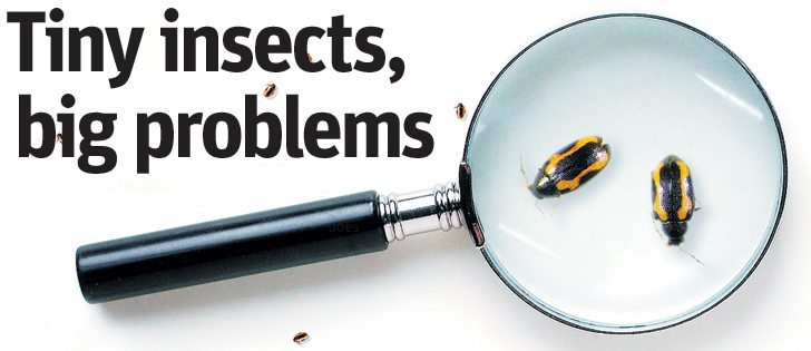 These striped flea beetles are only about two millimetres long but can wreak havoc on crops.  
|  Michelle Houlden photo illustration, Saskatchewan agriculture photo