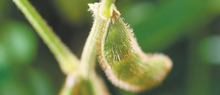 The new varieties of soybeans have low heat units, making them suitable for many regions.  |  File photo