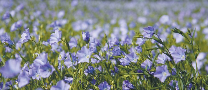 Europe was closed to flax exports after a genetically modified variety was discovered in shipments, but the continent is opening up after poor weather in Russia and Kazakhstan dried up sources.  |  File photo