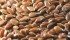 The Flax Council of Canada expects there will be enough certified flax seed to sow a million acres of the crop in 2015. | File photo