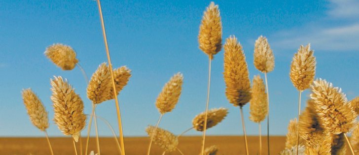 Special crops analysts were surprised by Statistics Canada’s canaryseed forecast, which called for a drop of 110,000 acres.  |  File photo
