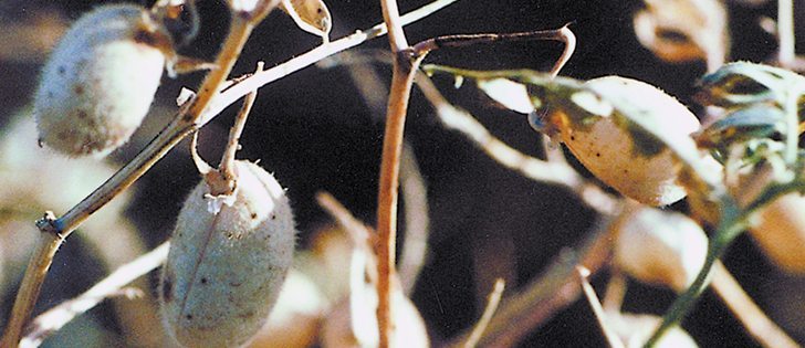 Although the chickpea ending stock level is high, one analyst says it only takes a weather problem in a key growing area for it to be sold in a hurry.  |  File photo