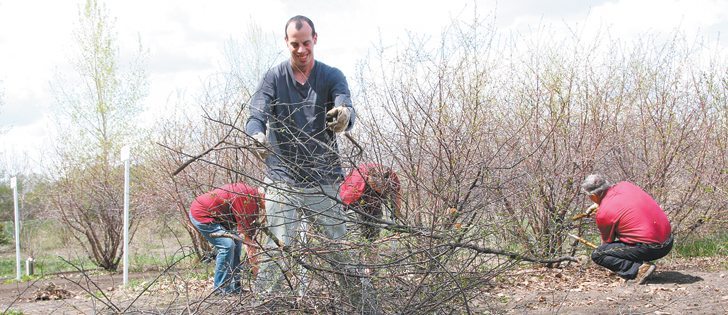Pruning is a necessary chore in orchards, with Ernie Fehr Jr. clearing away branches cut by his family.  |  Karen Morrison photo