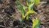 Corn spacing is critical to yield because the plants are competitive. | File photo