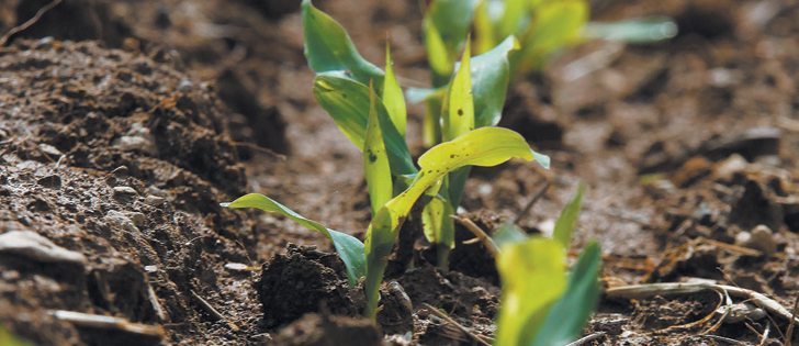 Corn spacing is critical to yield because the plants are competitive.  |  File photo